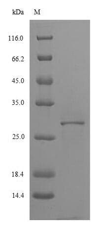 Pig IL4R / CD124 Protein (Recombinant 6His, N-terminus)