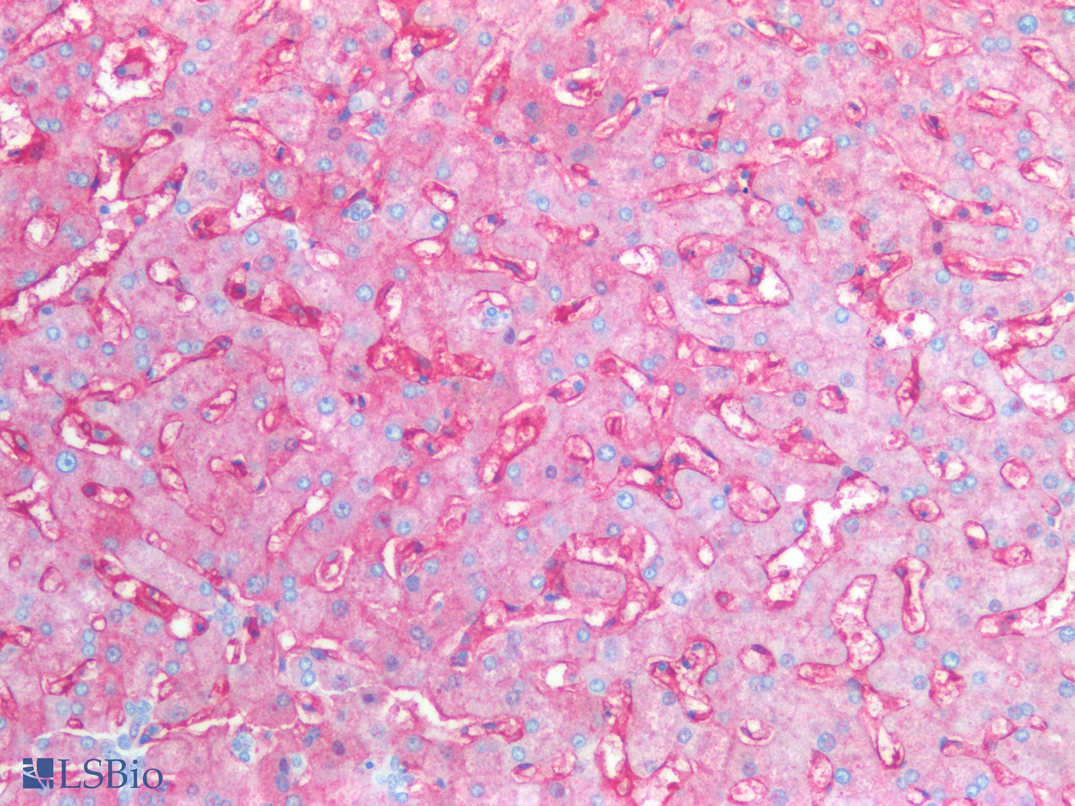 PathPlus™ CD14 Antibody (clone 7)