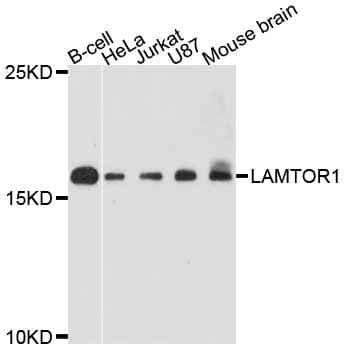 LAMTOR1 Antibody
