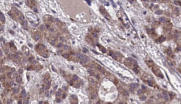 Polyclonal Rabbit anti-Human GPR39 Antibody (IHC, WB)