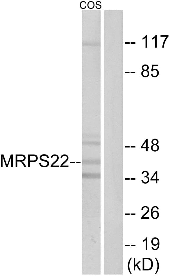 MRPS22 Antibody (aa231-280)