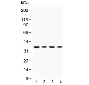 MC1R Antibody