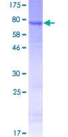 Human GPR142 Protein (Recombinant GST)