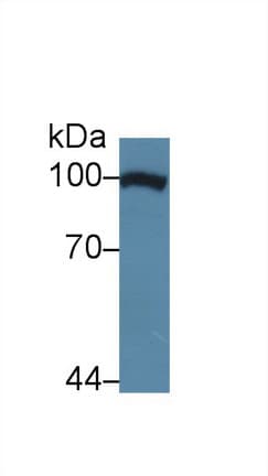 TNPO1 / Transportin 1 Antibody (aa593-836, PE)