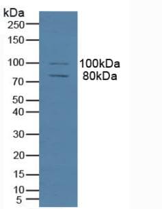 MAP4 Antibody (aa2-250)