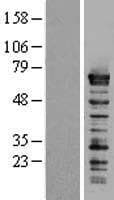 SF1 Protein (Over-Expression Lysate Myc-DDK (Flag))