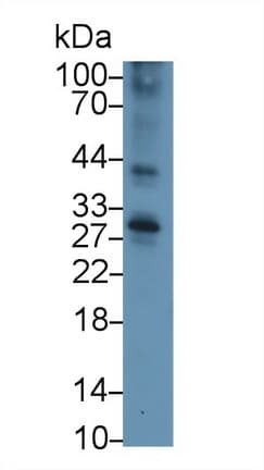Polyclonal Rabbit anti-Mouse CD40 Antibody (APC, aa26-193, WB)