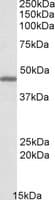 IHC-plus™ GPR17 Antibody (aa353-366)