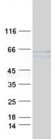 Human MEF2A / MEF2 Protein (Recombinant Myc-DDK (Flag))