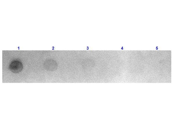 Goat Anti-Mouse IgG Secondary Antibody (TRITC)