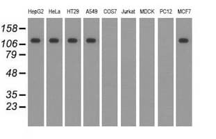 ERIC-1 / TACC3 Antibody (clone OTI7B11)