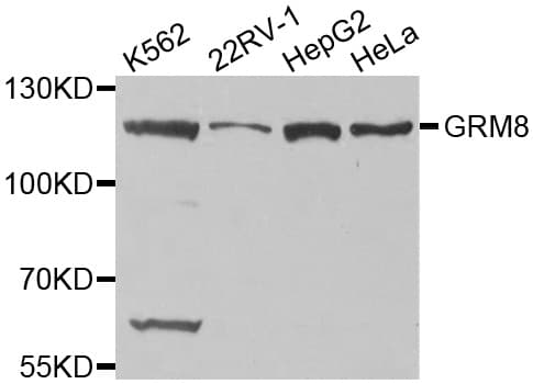 GRM8 / MGLUR8 Antibody