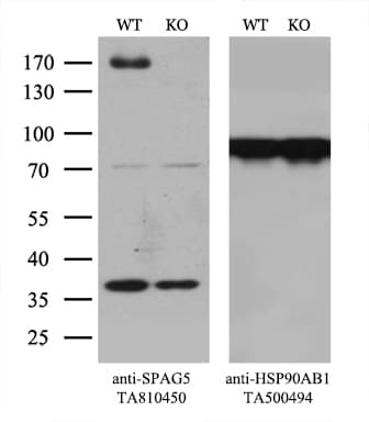 SPAG5 / MAP126 Antibody (aa1-297, clone OTI3F9)