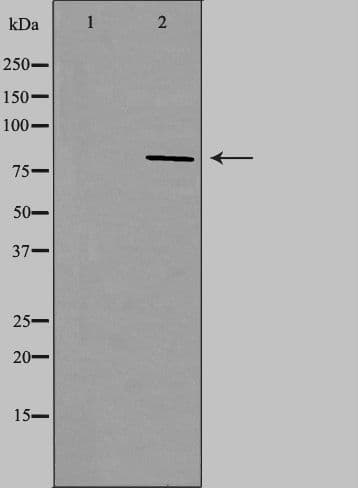 NOC2L Antibody