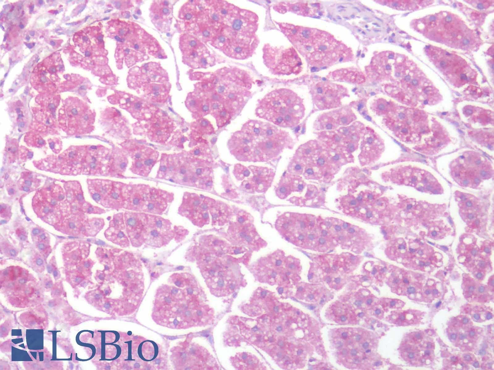IHC-plus™ HTR1D / 5-HT1D Receptor Antibody (Extracellular Domain)
