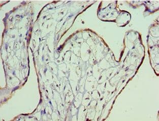 Polyclonal Rabbit anti-Human SDC4 / Syndecan 4 Antibody (aa19-145, IHC)