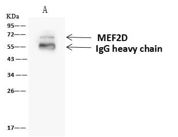 MEF2D Antibody