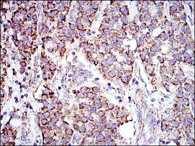 IHC-plus™ PHB / Prohibitin Antibody (clone 5H7)