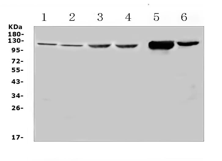 DDX58 / RIG-1 / RIG-I Antibody
