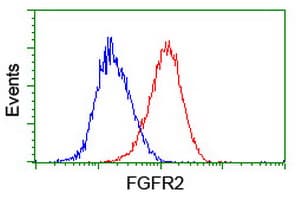 FGFR2 / FGF Receptor 2 Antibody (clone OTI5C5)