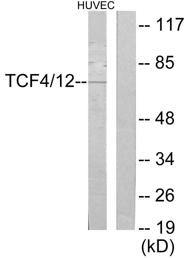 TCF4 + TCF12 Antibody (C-Terminus)