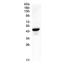 GJC1 / CX45 / Connexin 45 Antibody