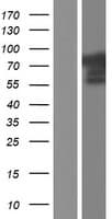 CACNB2 Protein (Over-Expression Lysate Myc-DDK (Flag))