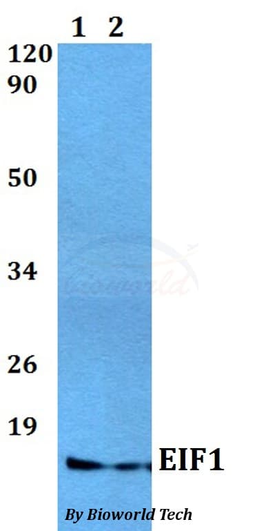 EIF1 Antibody