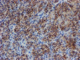 SRPRB Antibody (clone OTI1D9)