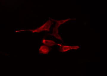 TRAF4 Antibody