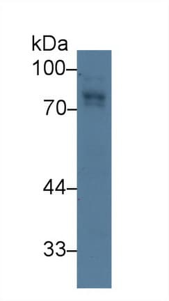 ALCAM / CD166 Antibody (aa28-527, Biotin)