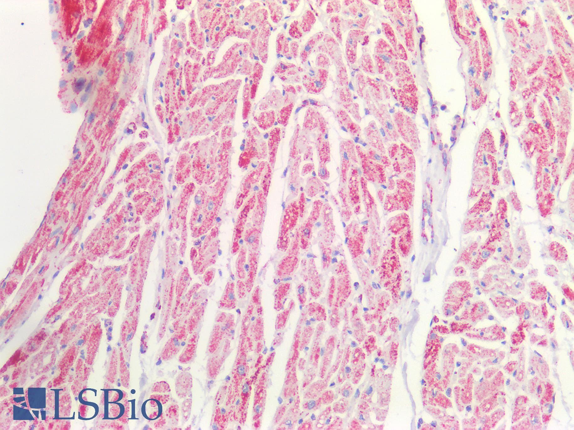 IHC-plus™ MDH / MDH2 Antibody (aa221-232)