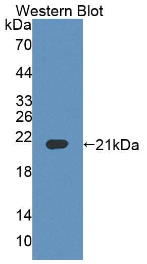 BTLA / CD272 Antibody (aa30-183, APC)