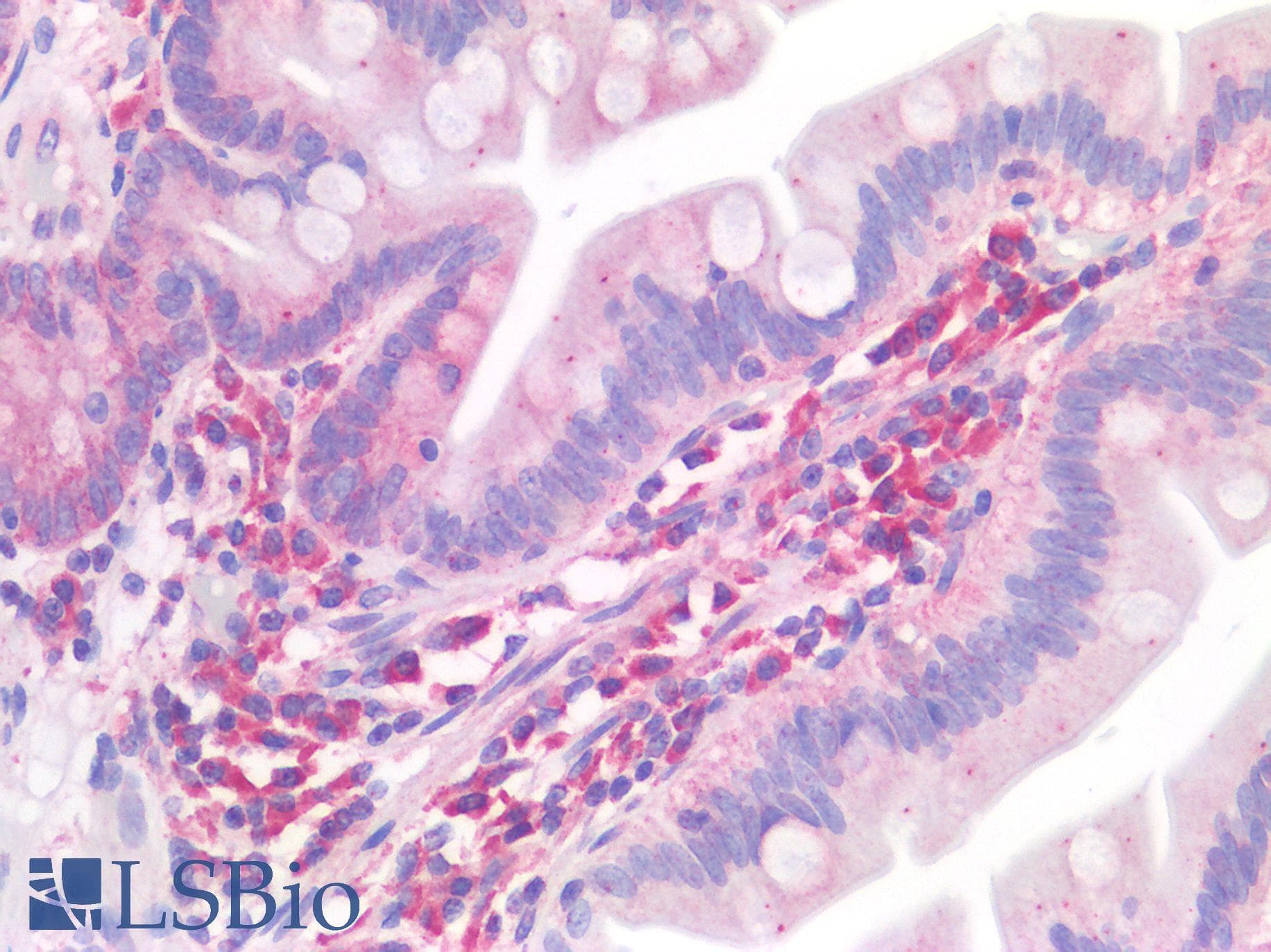 IHC-plus™ CD63 Antibody