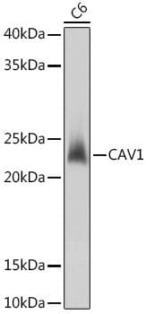 CAV1 / Caveolin 1 Antibody