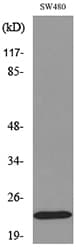 FGF20 Antibody
