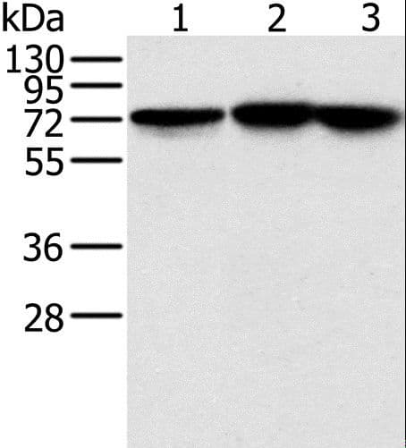 NDUFS1 Antibody