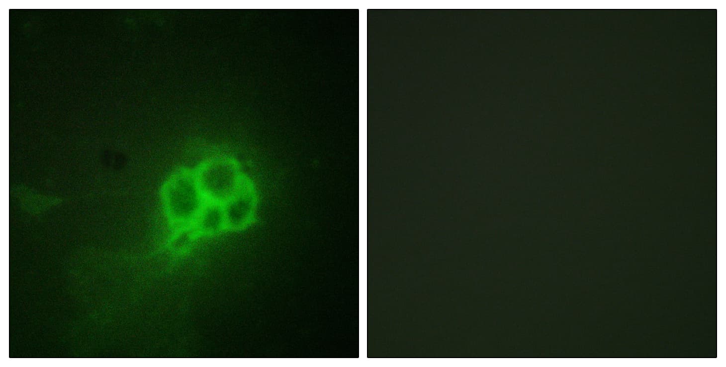 TPH1 / Tryptophan Hydroxylase Antibody (aa231-280)
