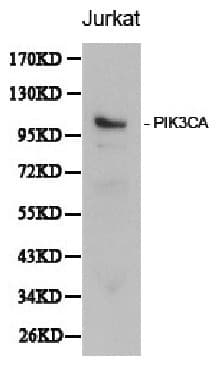 PIK3CA / PI3K Alpha Antibody