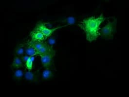 FCGR1A / CD64 Antibody (clone 3D3, Carrier-free)