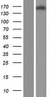 PARD3 Protein (Over-Expression Lysate Myc-DDK (Flag))