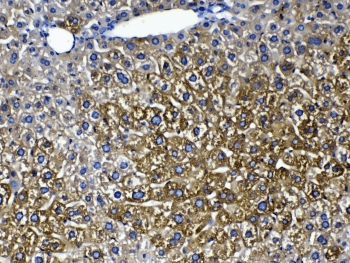 CYP2D6 Antibody