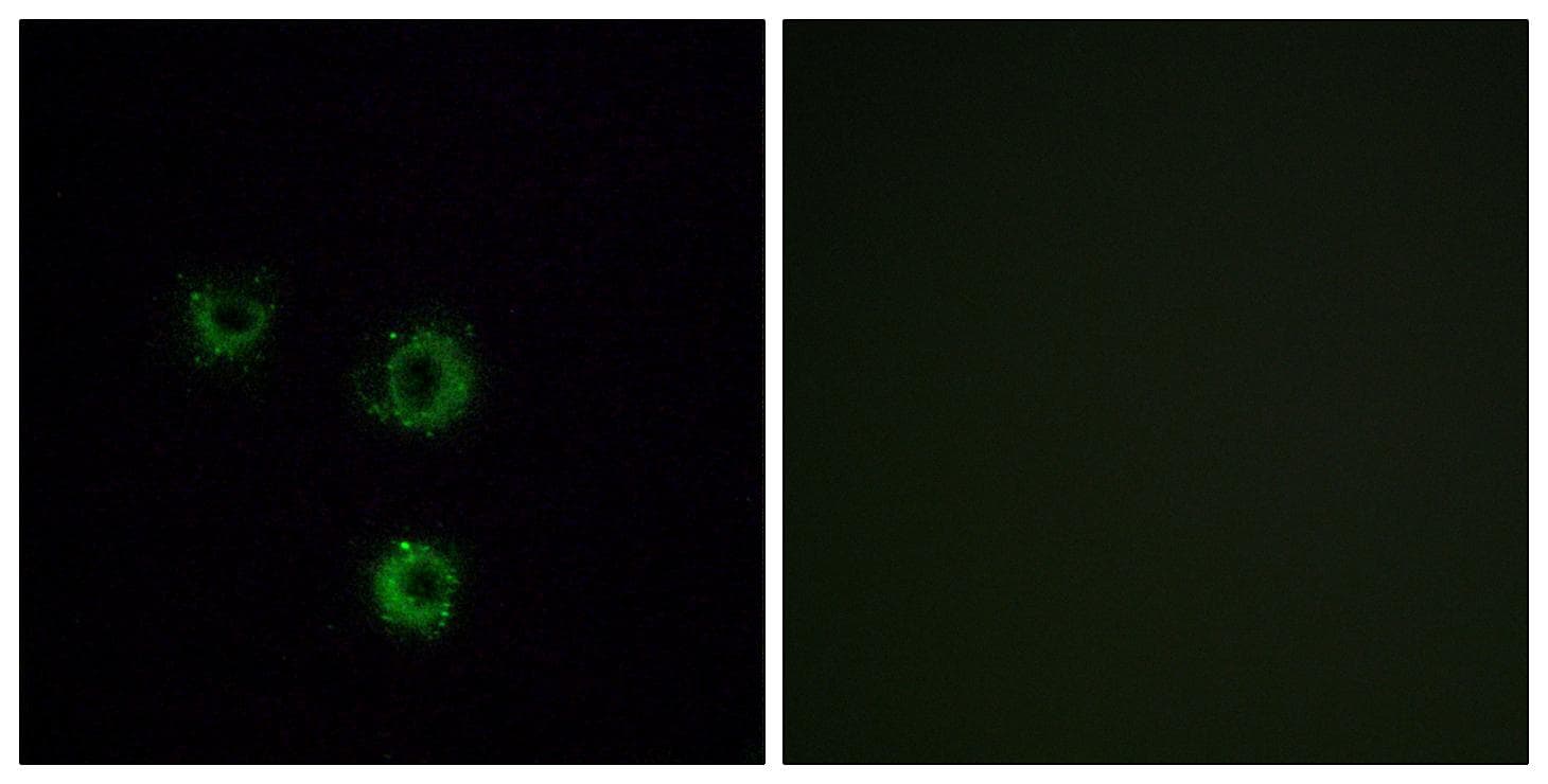 Polyclonal Rabbit anti-Human TAS2R14 / TRB1 Antibody (IF, WB)