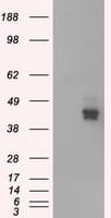 Monoclonal Mouse anti-Human Basigin / Emmprin / CD147 Antibody (clone OTI7A7, IHC, IF, WB)