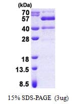 Human SYT13 Protein (Recombinant His)