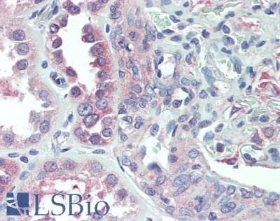 IHC-plus™ PDE4D Antibody (aa759-809)
