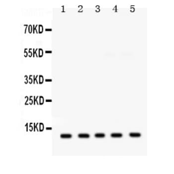 FXYD1 / Phospholemman Antibody (aa21-92)