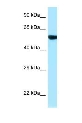 Polyclonal Rabbit anti-Human PAG1 Antibody (C-Terminus, WB)