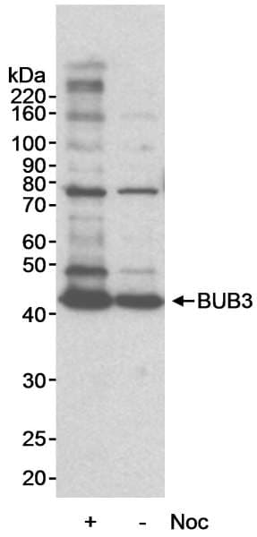 BUB3 Antibody (aa1-50)