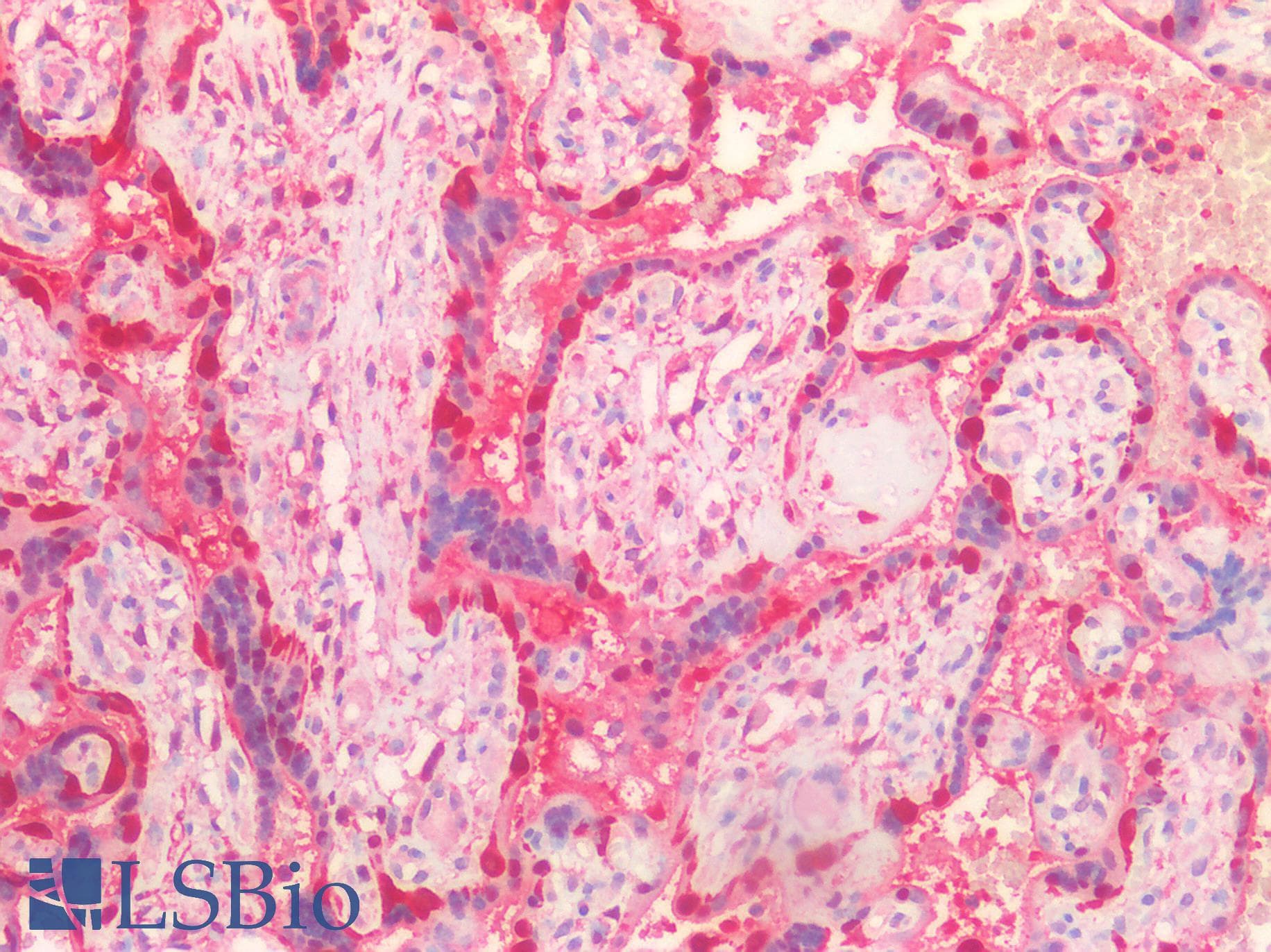 IHC-plus™ LDHB / Lactate Dehydrogenase B Antibody (aa297-310)
